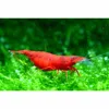 High Class Live Red Fire Freshwater Shrimp