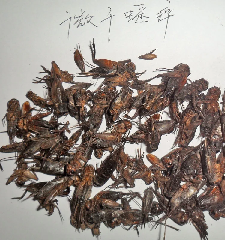 high quality cricket insect/cricket powder