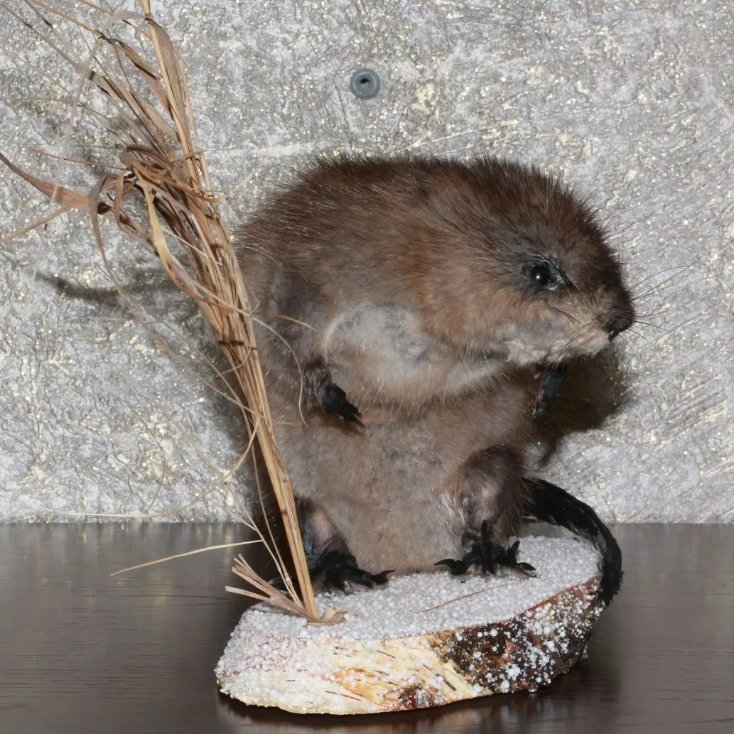 stuffed beaver taxidermy for sale