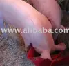 White Large Yorkshire Live Pigs