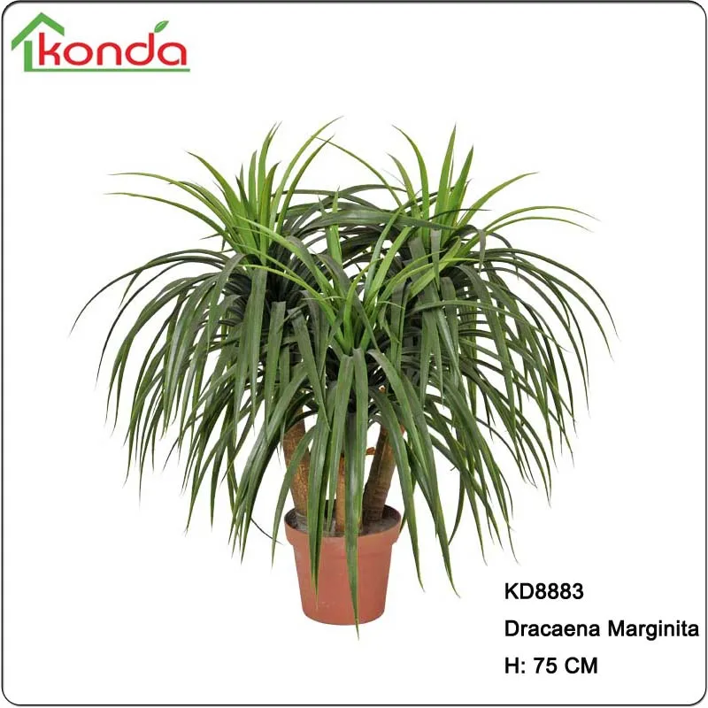 Artificial Beaucarnea Dracaena Marginita Nolina Recurvata Yucca Of Outdoor Landscape Ornamental Decorative Trees Plants Buy Artificial Dracaena Marginita Artificial Yucca Yucca Plant Bonsai Product On Alibaba Com