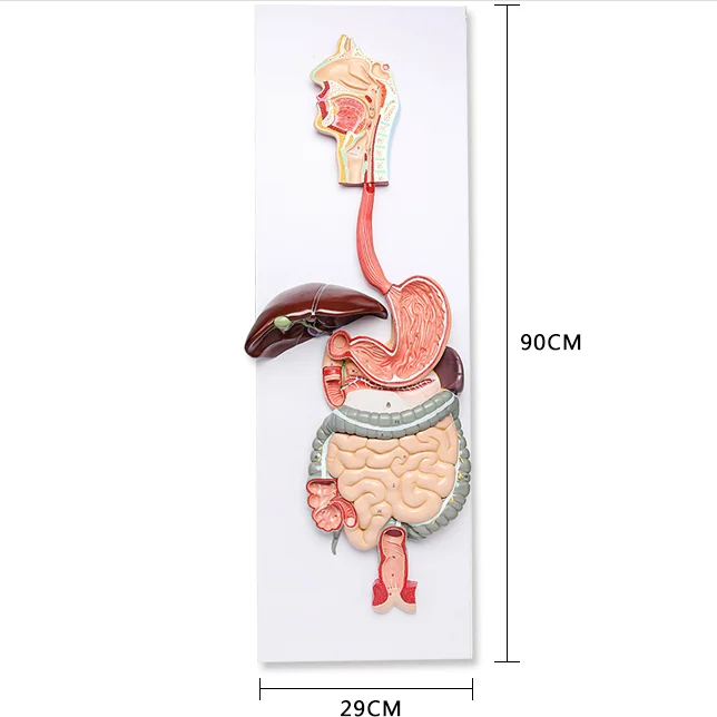 digestive system model labeled