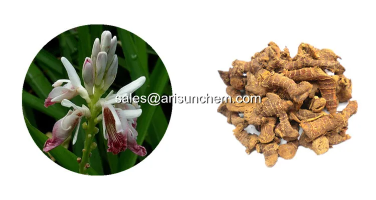 Factory Supply Galangin Powder,Galangal Extract,Galangin