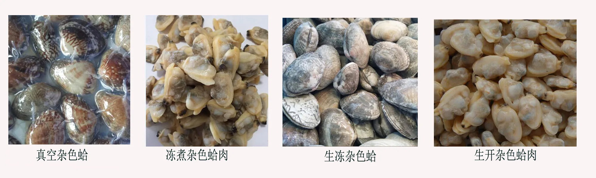 Frozen Cooked Baby Clam In Shell Buy Baby Clam,Baby Clam In Shell