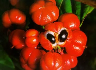 Image result for Ekstrak Guarana