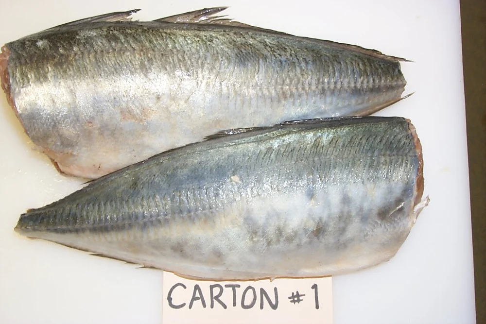 Frozen Fish Fresh Tilapia Supplier Block Fresh Fish Frozen Exporters Blue Warehou Dressed Hgt