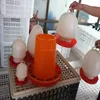 /product-detail/wholesale-chicken-feeders-1429850252.html