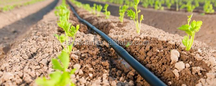 drip line  in open field.jpg
