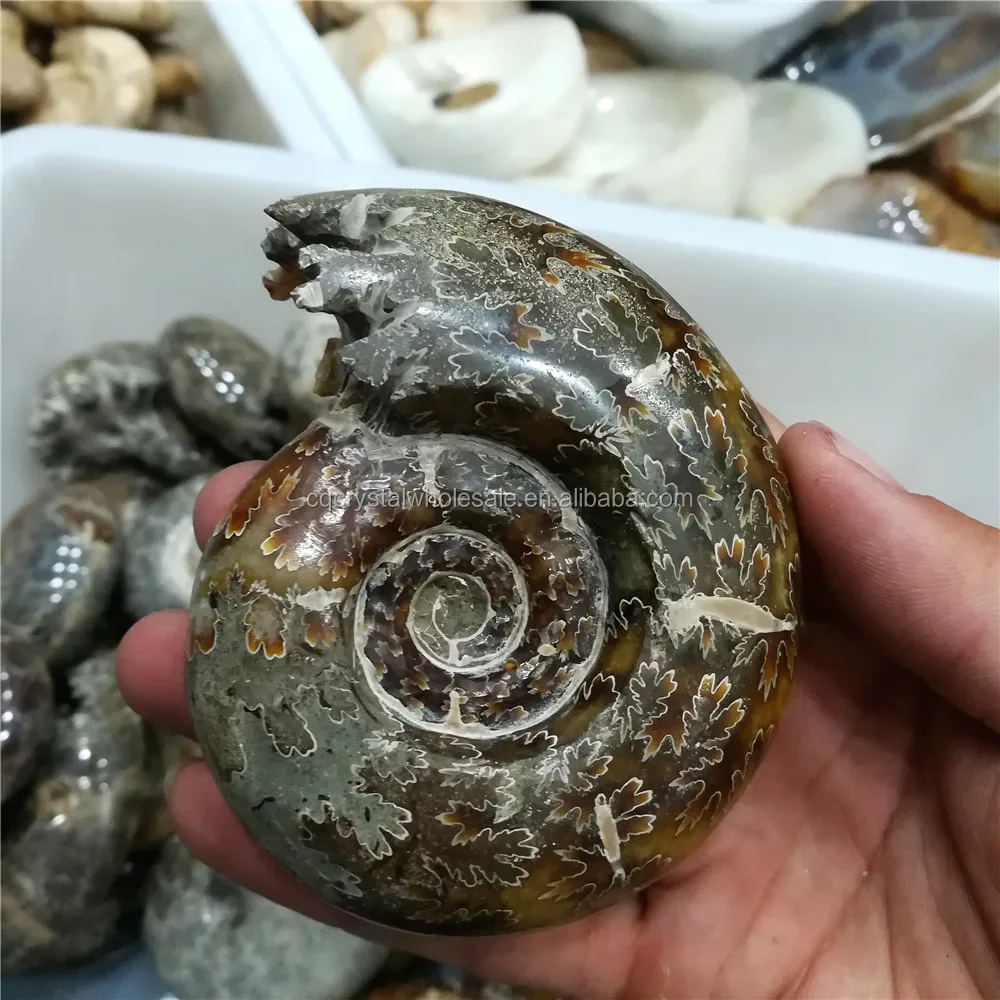 Natural Ammonite Fossils,Cheap Ammonite Fossils Buy Ammonite Fossils