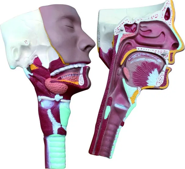 Anatomy Human Head Model - Detailed Head Model for Teaching