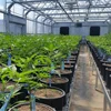 Agriculture Poly Tunnel Polycarbonate Multi Span Light Deprivation Blackout Greenhouse