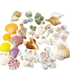 Wholesale DIY Beach Decoration Natural Mixed Sea shells