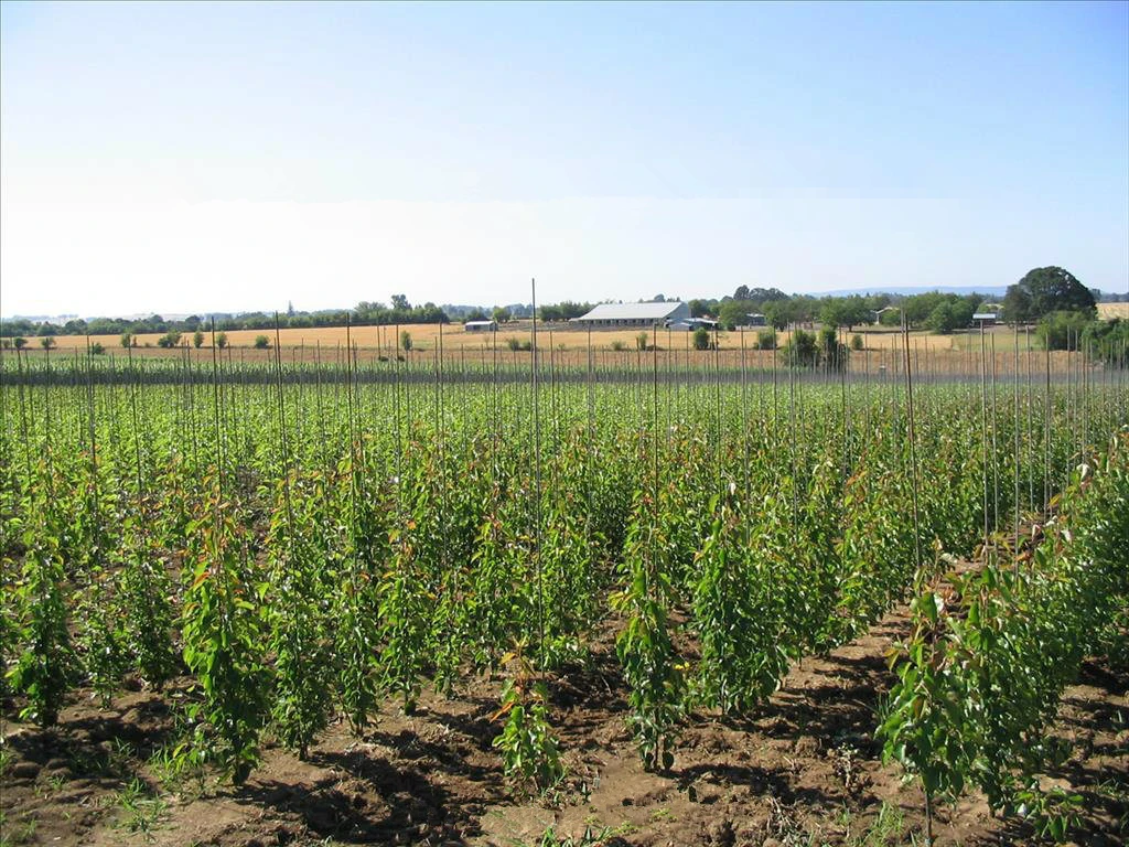 Vineyard-Stakes-Rods