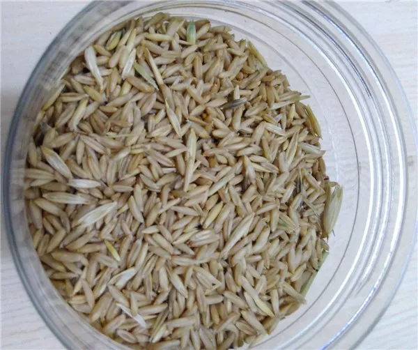Bird Food Bulk Oat Buy Bulk Oat,Bird Oat,Bird Food