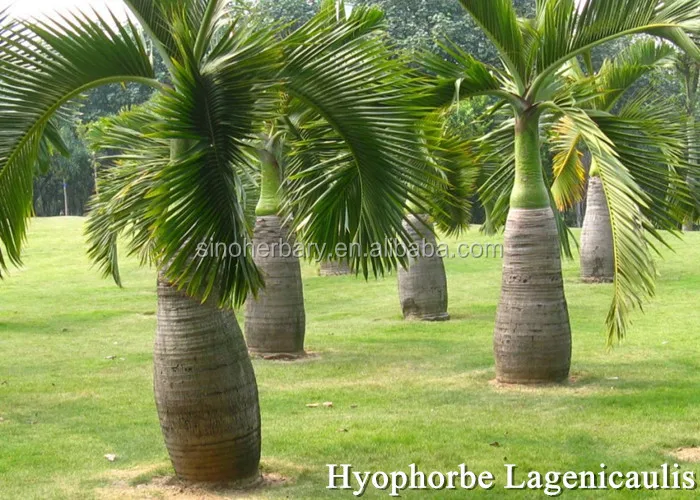 Shanghai Herbary Sale Foxtail Palm Seeds For Planting Buy Foxtail Palm Plant Trees Seeds Seeds Palm Product On Alibaba Com