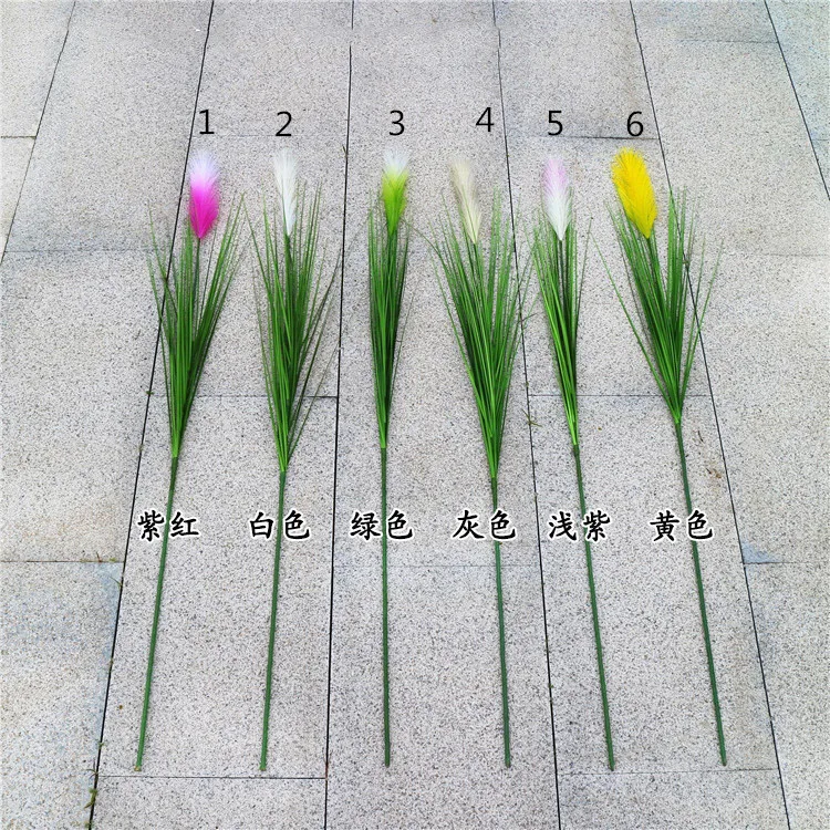 pampas grass (1).jpg