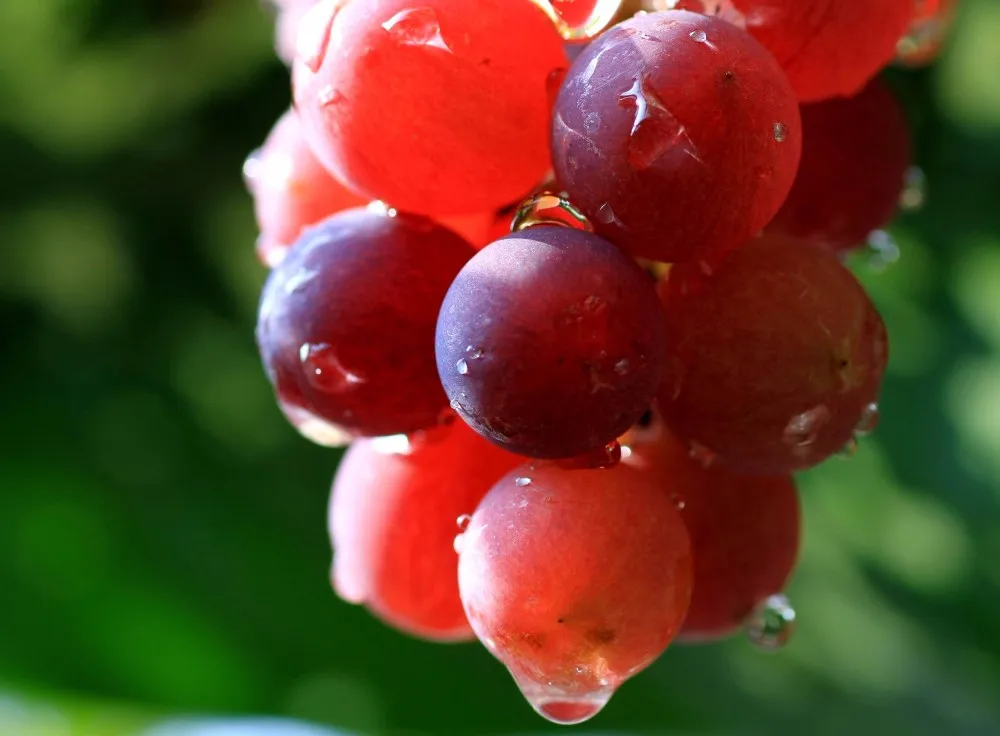 it can stimulate plant stem elongation by stimulating cell