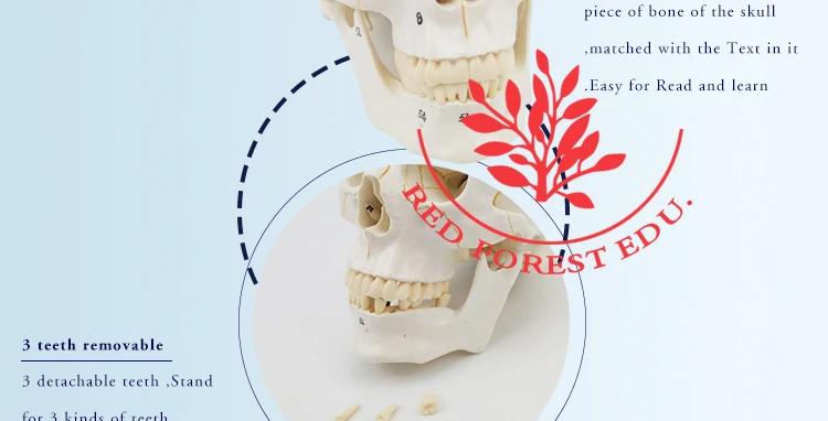 8 anatomical skull model.jpg