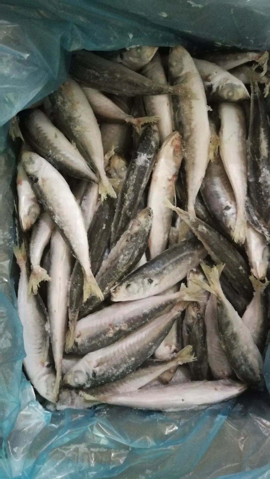 small eye scad (5).jpg