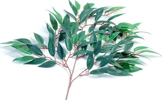 Eucalyptus Hydrosol.jpg