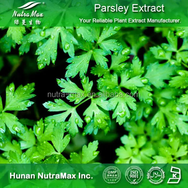 High Quality Parsley Leaf Extract,Parsley Leaf Extract Powder,Parsley