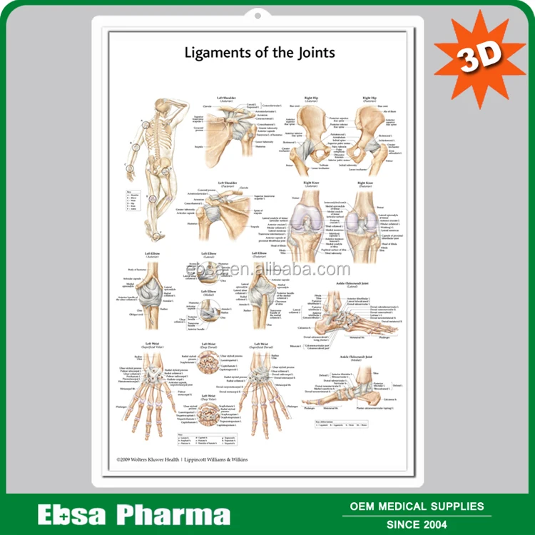 3d Medical Human Anatomy Wall Charts / Poster - Ligament Of The Joints ...