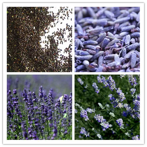 Lavandula Stoechas種子高発芽および発芽率ラベンダー種子 Buy ラベンダー種子 ラベンダーstoechas種子 高出芽率lanvender種子 Product On Alibaba Com