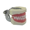 Top sale guaranteed quality dental laboratory products student practice teeth model in dentistry