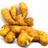 Common Cultivation Type and Fresh Style chinese fresh ginger