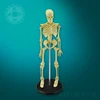 85cm plastic human skeleton anatomical model