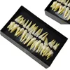 1:1 Permanent Teeth Plastic Dental Care Study / Teaching / Training Teeth Particle Models Set
