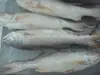 Thread fin fish