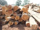 teak logs SUDAN origin