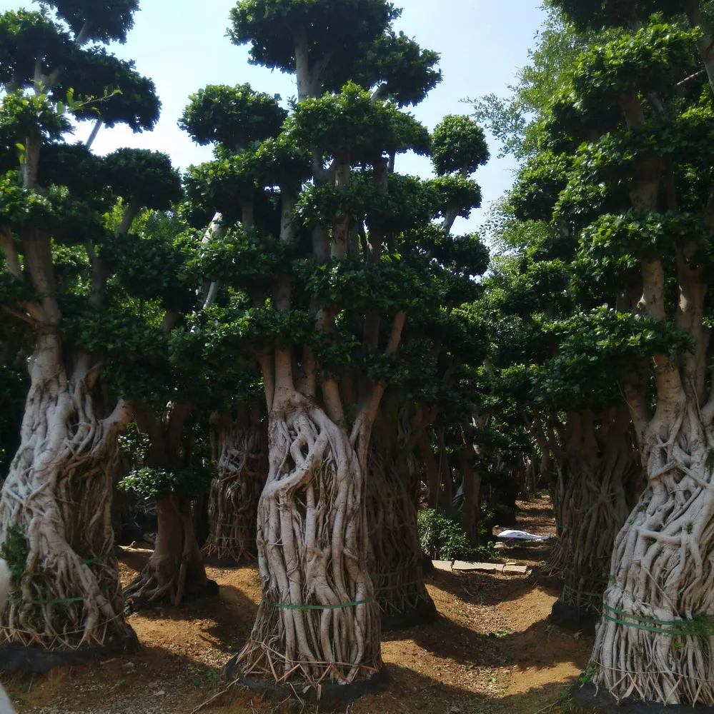 Фикус микрокарпа бонсай деревья большой фикус бонсай корень форма фикус