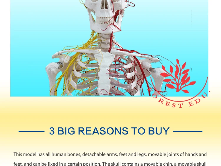 神経と血管モデルを備えた解剖学的人間教育スケルトン Buy 人間教育スケルトンモデル 教育スケルトンモデル スケルトンモデル Product On Alibaba Com