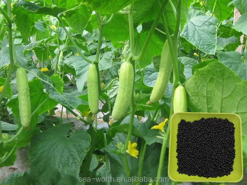 small plant source amino acid