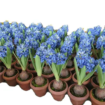 Venda Imperdivel Jacinto Artificial Flor Em Vaso Jacinto Buy Jacinto Flor Jacinto Artificial Jacinto Flor Em Vaso Product On Alibaba Com