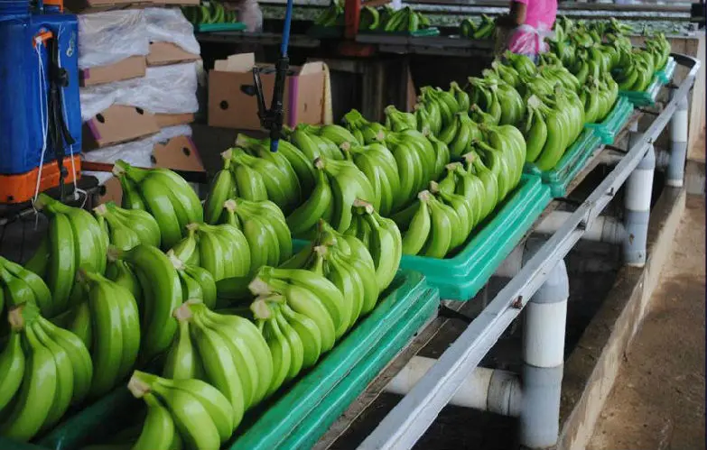 A GRADE Premium Cavendish Banana 20cm Finger Size Fresh Ecuadorian Yellow Green Vacuum Packed GAP Certified 19.5kg Turkey