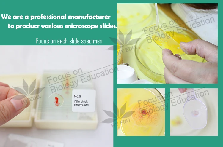 1 Fixed items 25kinds embryology slides for university lab chick embryo microscope slides
