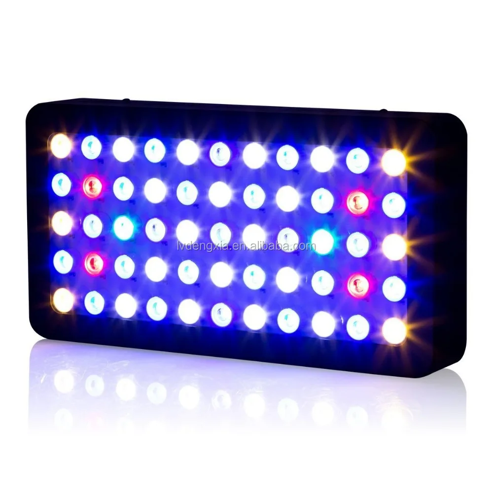 Großhandel süßwasser korallen Kaufen Sie die besten süßwasser korallen