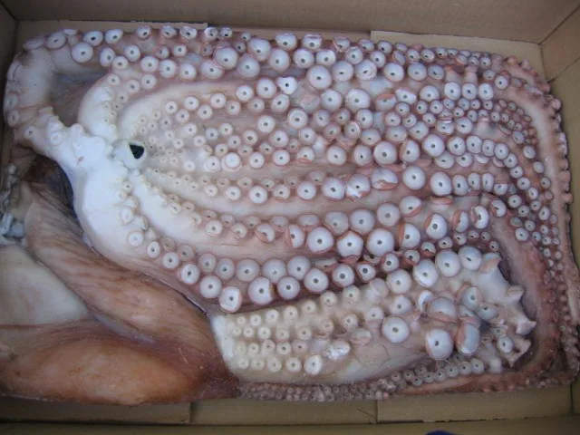octopus  (3).jpg