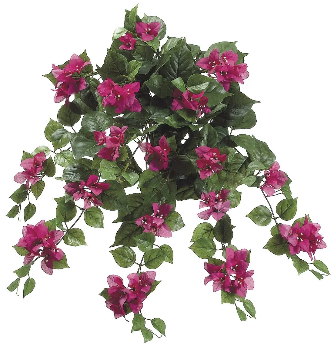 Bougainvillea Plants For Sale