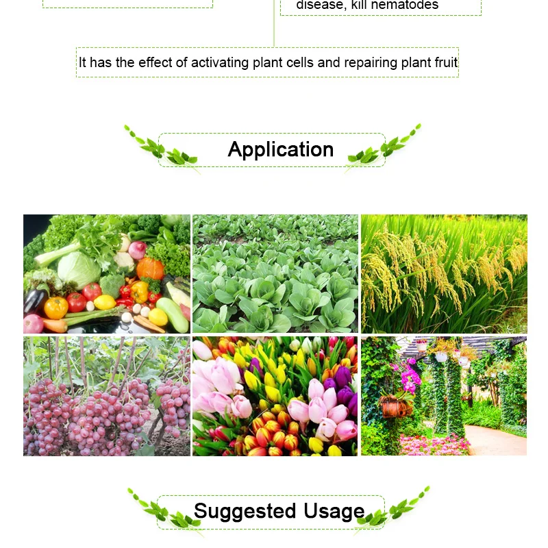 Chitosan Oligosaccharide Liquid a bio Fertilizer for Agriculture