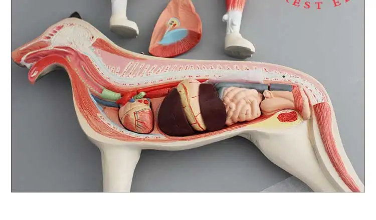 動物の犬の胃と犬の内臓の解剖学モデル Buy 動物解剖モデル 犬解剖モデル 解剖モデル Product On Alibaba Com