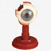 Eyeball model with support .enlarged plastic eyeball model,educational models