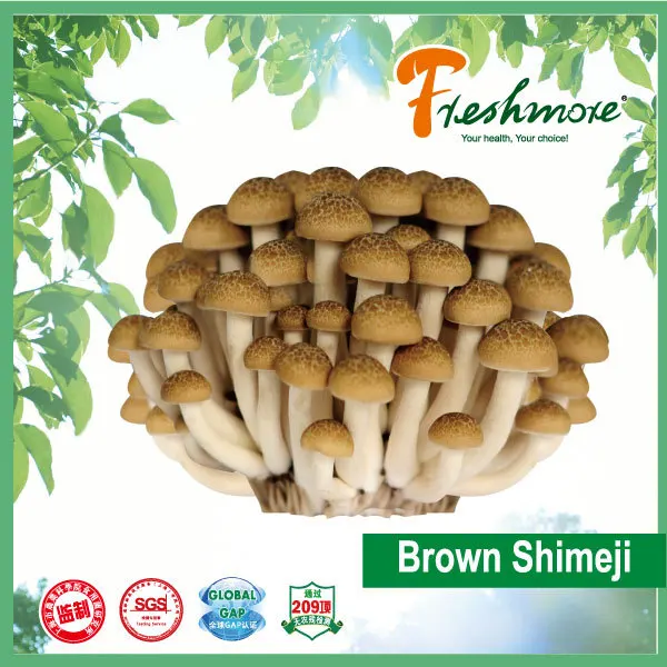 Fresh Bottle Planting Brown Mushroom Shimeji Buy Brown Mushroom