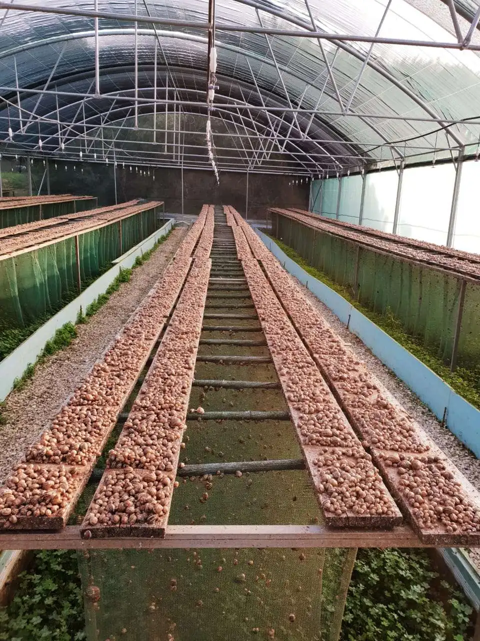 Commercial Snail Farming Humid Dark Cooling Multispan Greenhouse Buy
