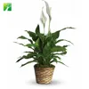Cheap wholesale 70cm max height perennial foliage plant Spath Spathiphyllum kochii