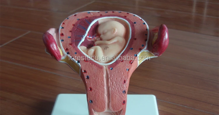Modele Feminin Automatique D Accelerateur Pour Nouveau Ne Plusieurs Etapes Bassin De Femme Enceinte De 12 Semaines Buy Teaching Female Pelvis Model Female Pelvis Anatomic Model Baby Embryo Stages Model Product On Alibaba Com