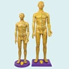 Large male model 60cm female model 58cm high definition Meridian acupuncture human body acupoint teaching model
